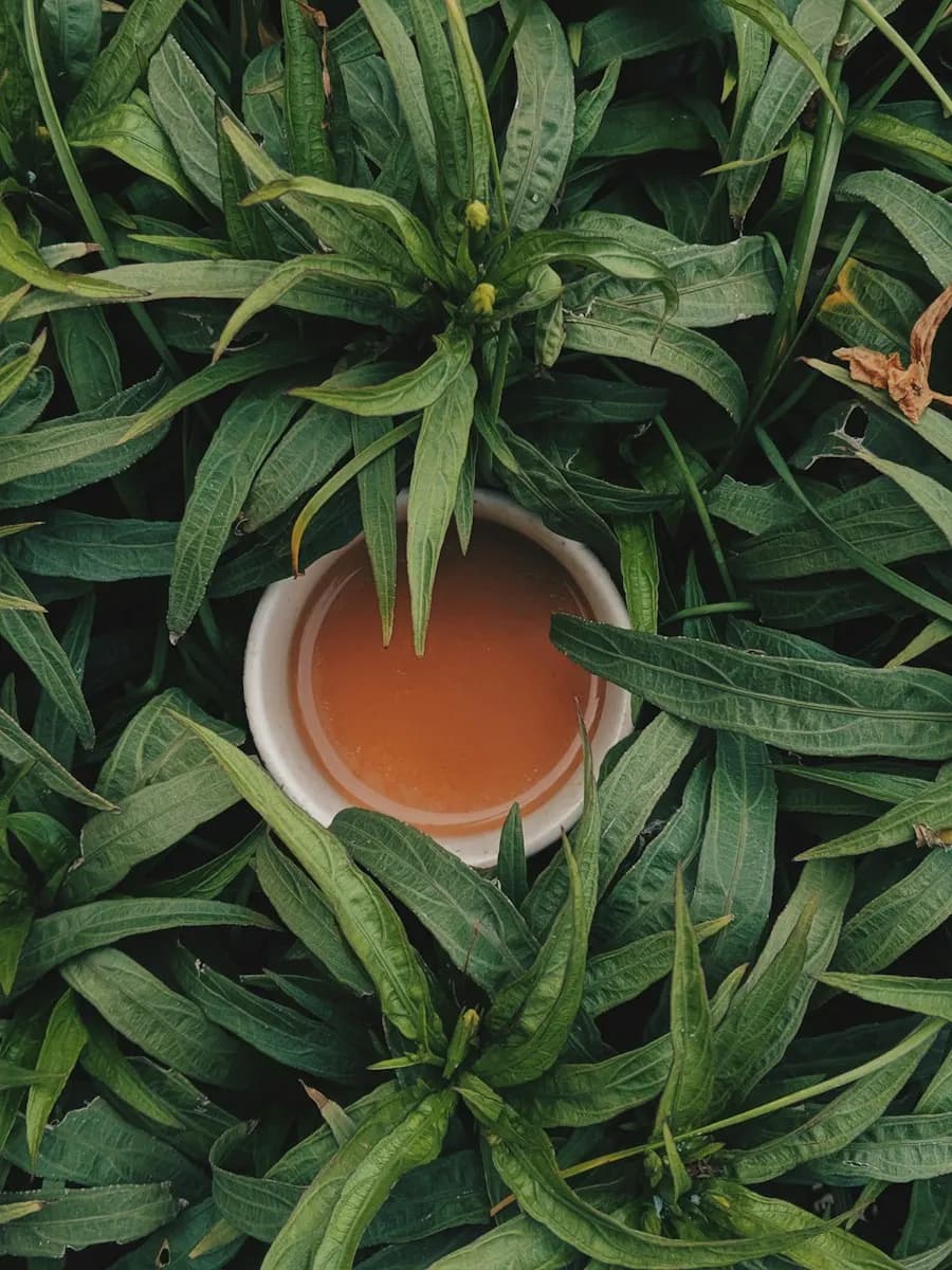 Thé — tasse de thé